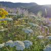 Achillea mil folhas branco