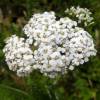 Achillea mil folhas branco