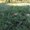 Achillea cobertura de solo