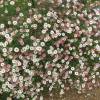 Planta proibida em Portugal Erigeron de Karvinski