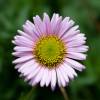 Erigeron rosa, ster de praia