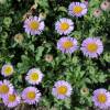 Erigeron rosa, ster de praia