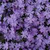 Phlox an malva, Phlox espuma malva