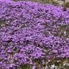 Phlox an malva, Phlox espuma malva