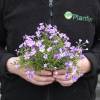 Phlox an malva, Phlox espuma malva