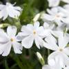 Phlox an branca, Phlox espuma branca