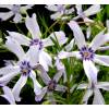 Phlox an bicolor, Phlox espuma bicolor