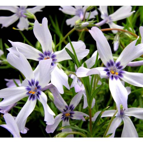 Phlox anã bicolor, Phlox espuma bicolor