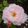 Roseira 'Gentle Hermione'