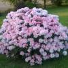 Rododendro ano 'Percy Wiseman'