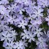 Phlox an azul, Phlox espuma azul