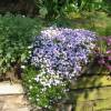 Phlox an azul, Phlox espuma azul