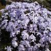 Phlox an azul, Phlox espuma azul