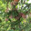 Alperce-Ameixa Pluot 'Dapple Dandy'