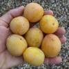 Alperce-Ameixa Pluot 'Aprimira'