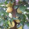 Alperce-Ameixa Pluot 'Aprimira'