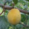 Alperce-Ameixa Pluot 'Aprimira'