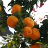 Chinotto, Mandarina chinesa