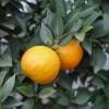 Chinotto, Mandarina chinesa