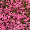 Phlox an vermelho, Phlox espuma vermelho