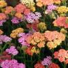 Achillea mil folhas Summer Pastels