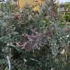 Planta proibida em Portugal-Acacia Baileyana