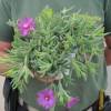 Delosperma cooperi