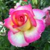 Roseira 'Sweet Delight'