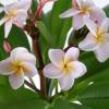 Plumeria