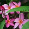 Plumeria