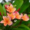 Plumeria