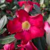 Rosa do deserto - Flores vermelhas