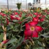 Rosa do deserto - Flores vermelhas
