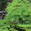Bordo do Japão 'Dissectum viridis'