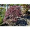 Bordo do Japo 'Dissectum Garnet'