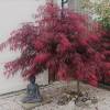 Bordo do Japo 'Dissectum Garnet'