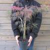 Bordo do Japo 'Dissectum Garnet'