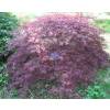 Bordo do Japo 'Ornatum'