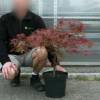 Bordo do Jap�o 'Ornatum'