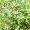 Bordo do Jap�o  'Butterfly'