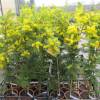 Planta proibida em Portugal-Mimosa Gaulois Astier