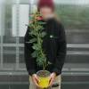 Planta proibida em Portugal-Mimosa Gaulois Astier