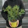 Planta proibida em Portugal-Mimosa Gaulois Astier
