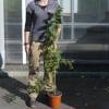 Planta proibida em Portugal-Mimosa Gaulois Astier