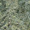 Azara com folhas variegadas