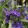 Caryopteris cl. First Choice