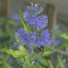 Caryopteris cl. Worcester Gold