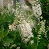 Clethra alnifolia Pink Spire