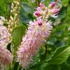 Clethra alnifolia Pink Spire