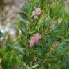 Clethra alnifolia Pink Spire